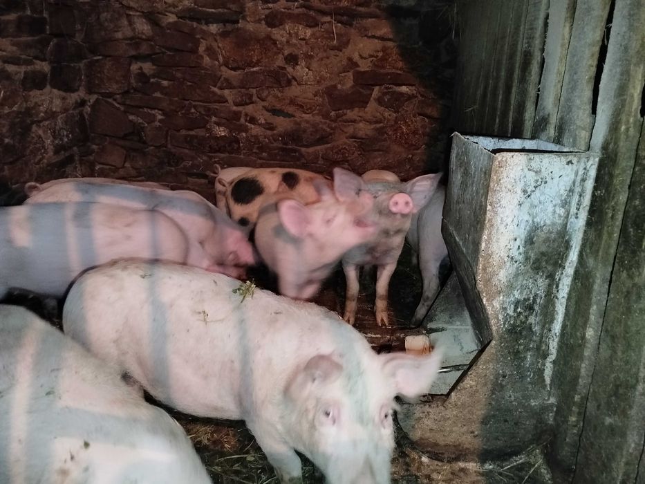 Малі поросята на відгодівлю