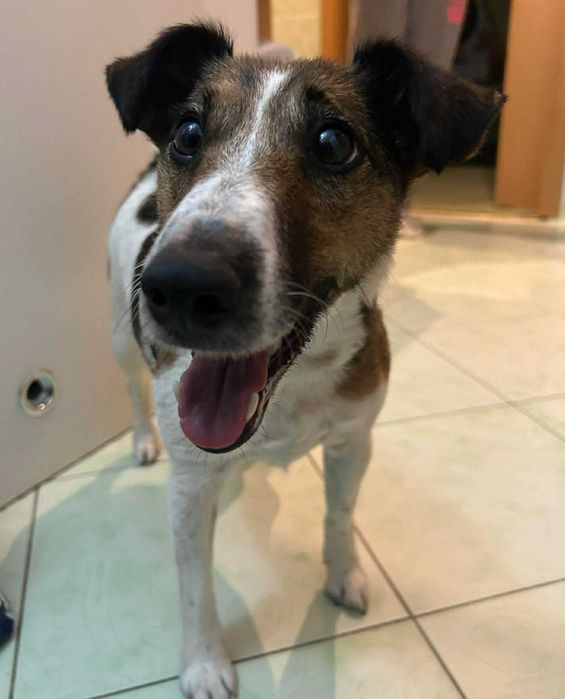 Do adopcji sunia Jack Russell Terrier!