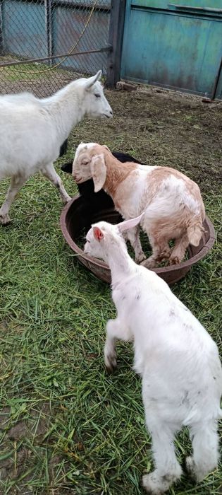 Продам коз и козлят