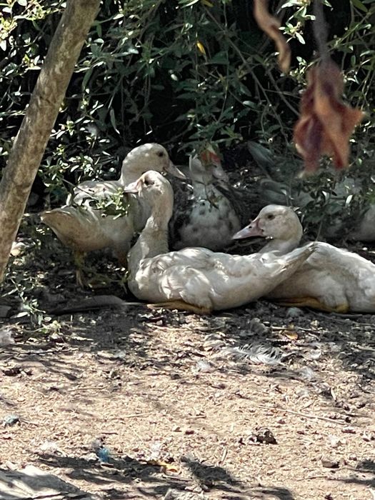 Patos criados na quinta