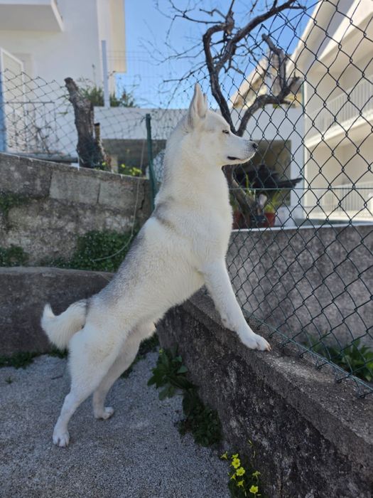 Husky Siberiano Macho