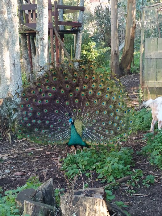 Ovos de pavões azul e branco