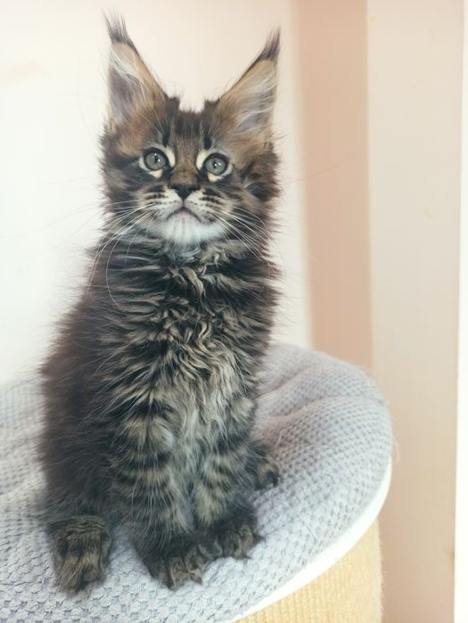 Maine Coon-kocurek tygrysio pręgowany