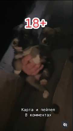 Три щенка нуждаются в помощи