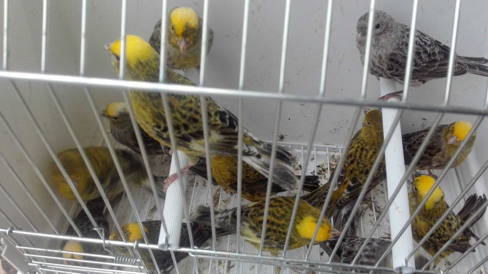 Vendo bons cananarios