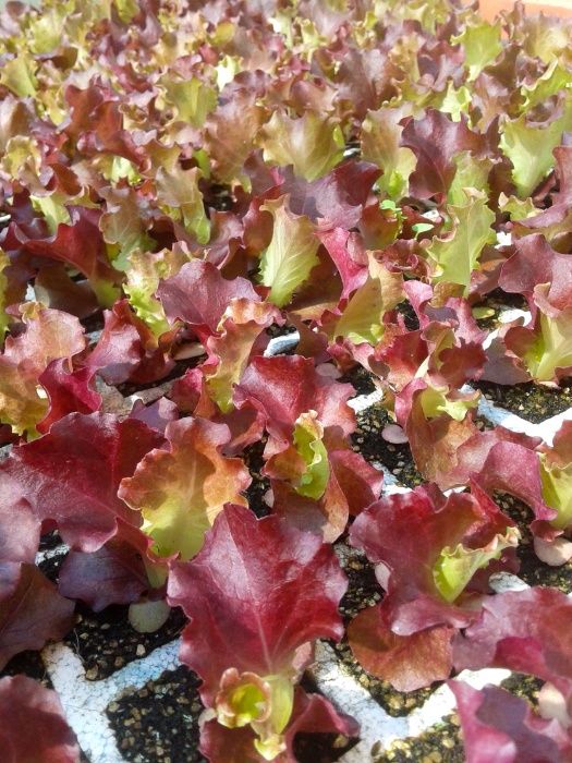 Mudas para horta - alface, couve, beterraba, cebolo, alho-francês, etc