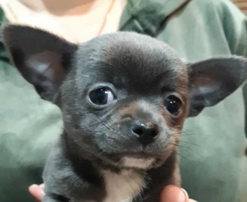 Chihuahua Piesek Niebieski