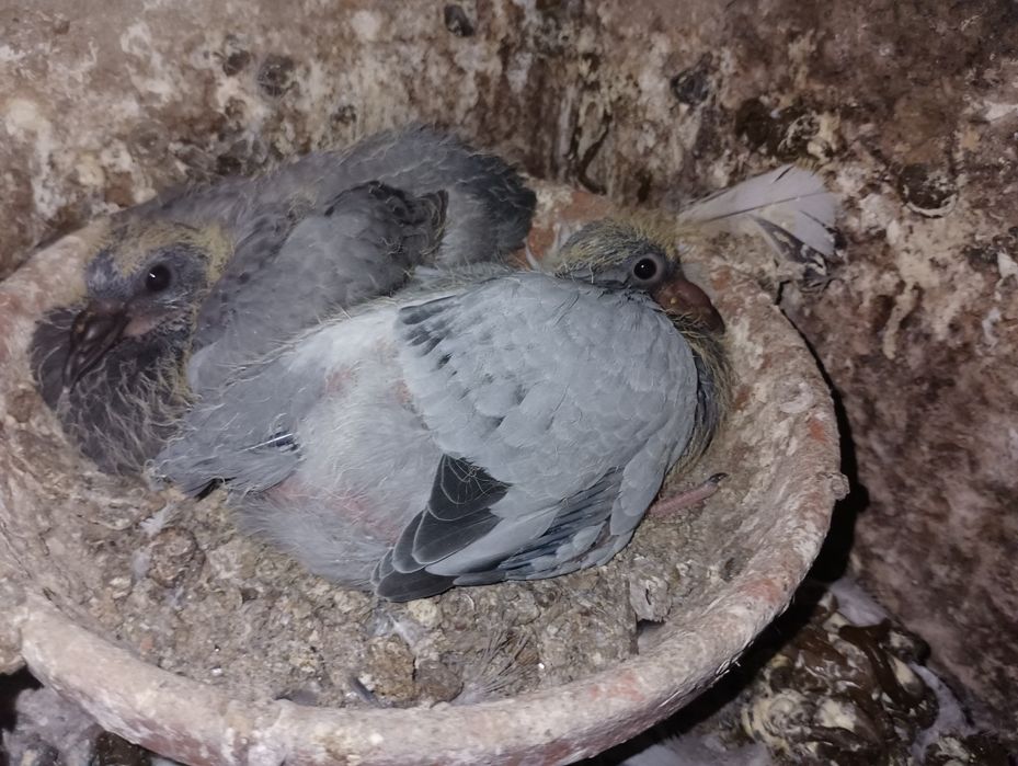 Pombos correios para venda de vários anos e varios  preços