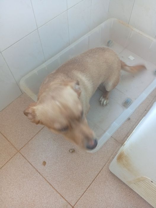 Adoção de animais