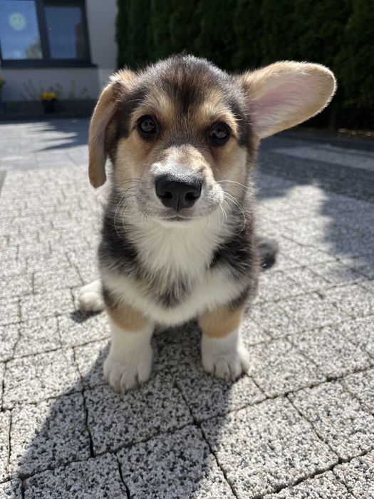 Corgi Pembroke tricolor piesek