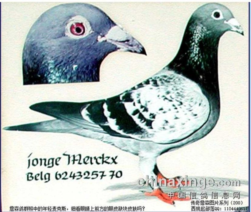 ***Top 100% Gerb. Janssen ***