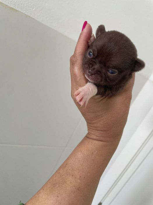 Chihuahua  fêmea pelo curto