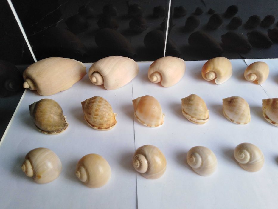 Conjunto de 62 Conchas e 24 Pequenos Búzios.