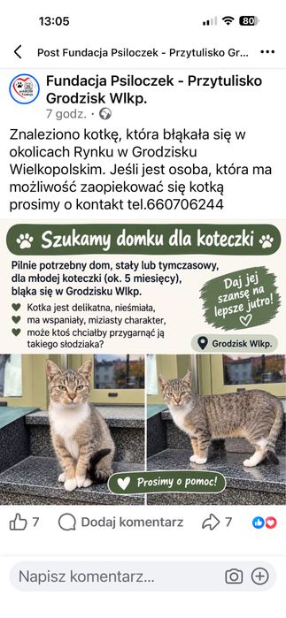 Koteczka pilnie szuka domku