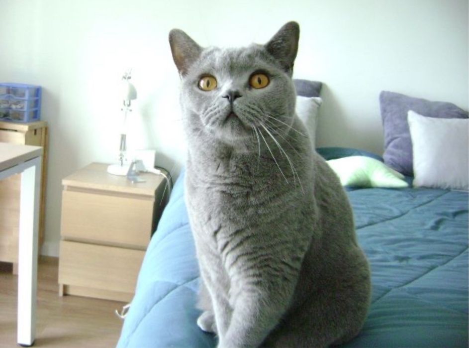 Máquina Fotográfica Sony Cyber-shot