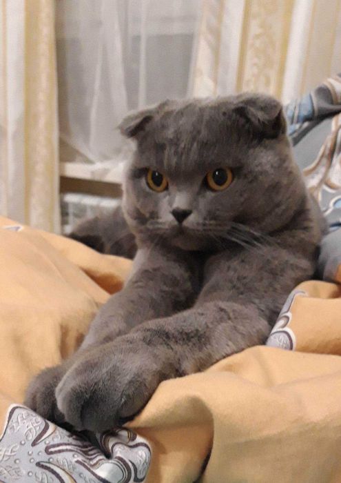 Досвідчений шотландський кіт шукає наречену