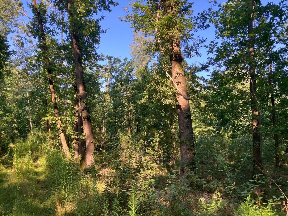 Na sprzedaż działka leśna - Widok 5