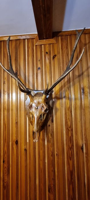 Poroze jelenia z czaszką