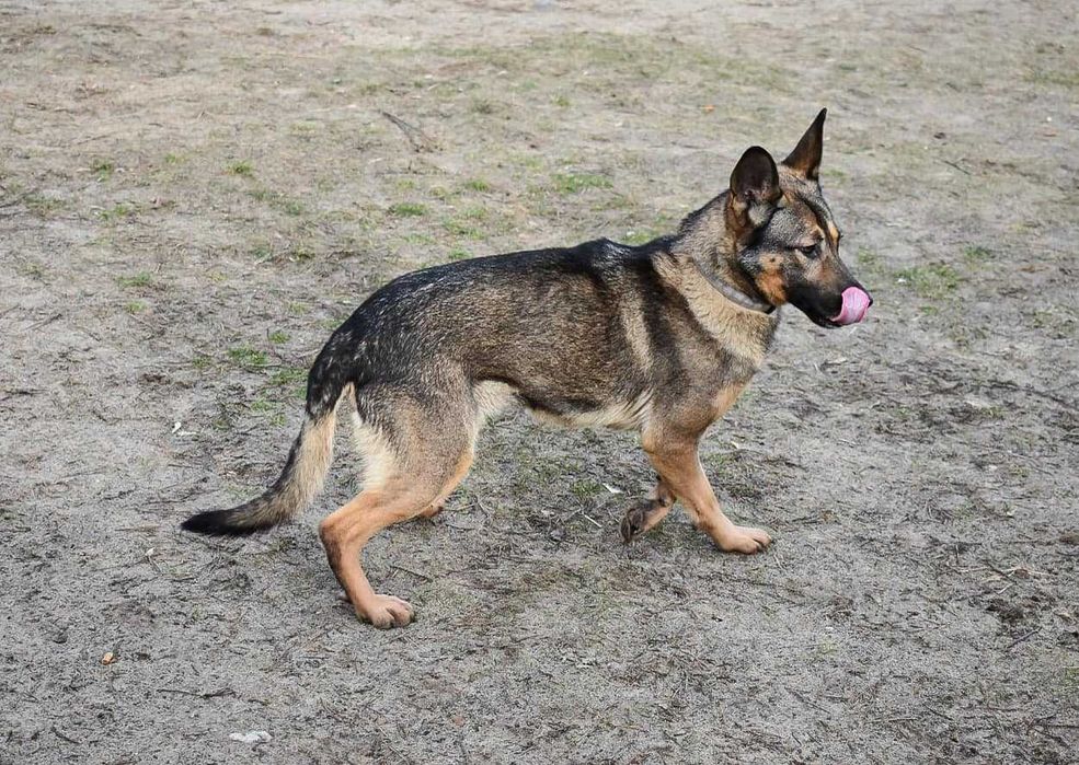 Frytka - boi się swojego cienia