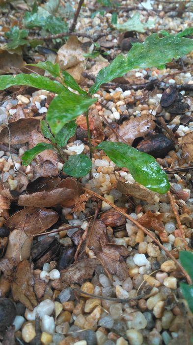 Carvalho lusitano. Árvore robusta e autóctone.