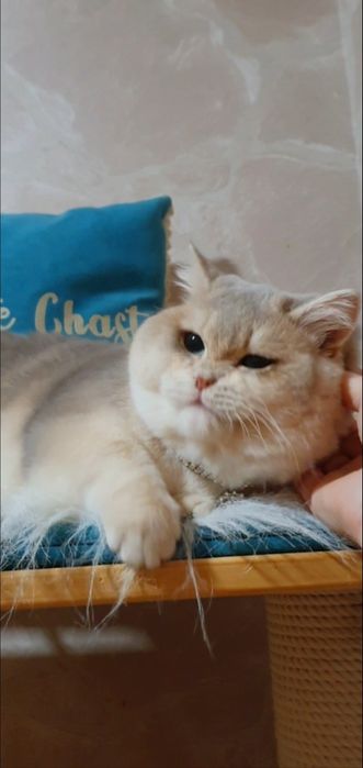 Шикарный плюшевый золотой британец шиншилла голубое золото