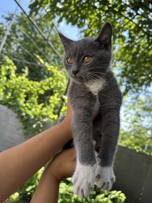 Віддам кошенят у добрі руки
