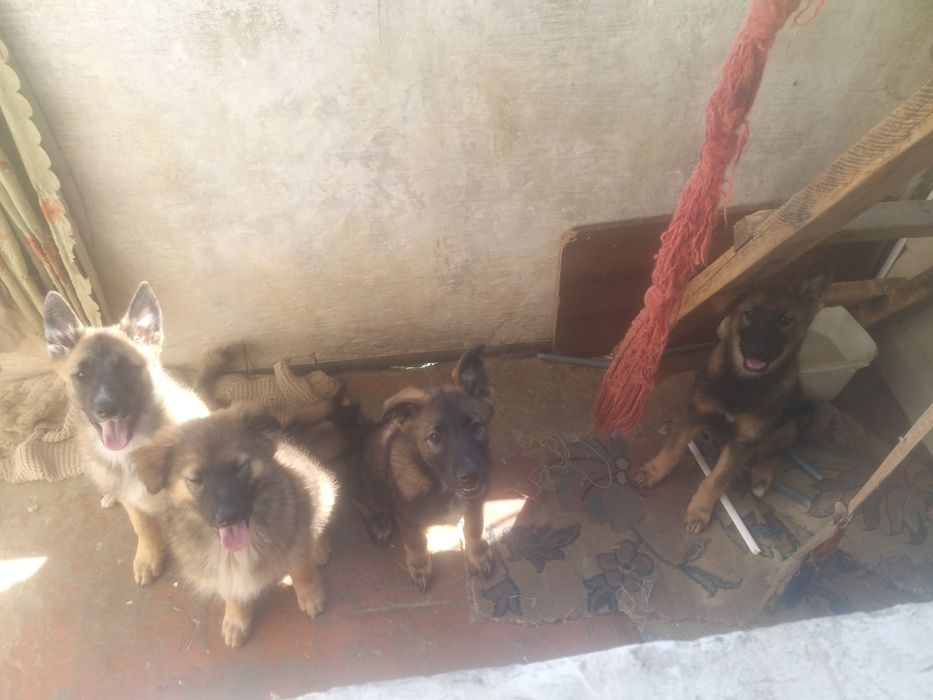 Отдам щенков заподно сибирской лайки