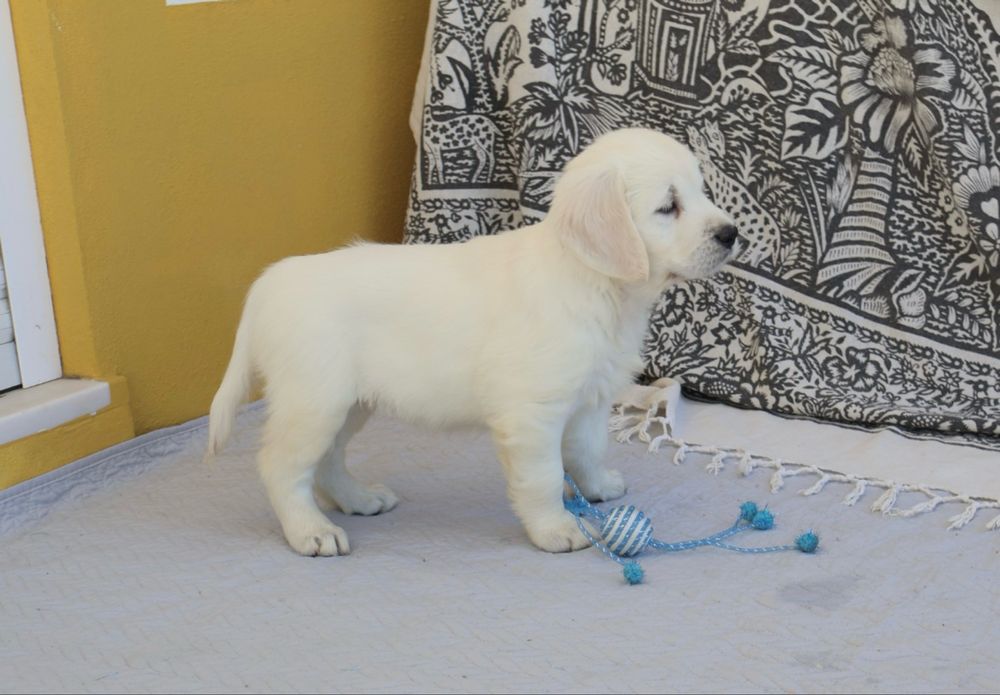 Golden Retriever fêmea com LOP