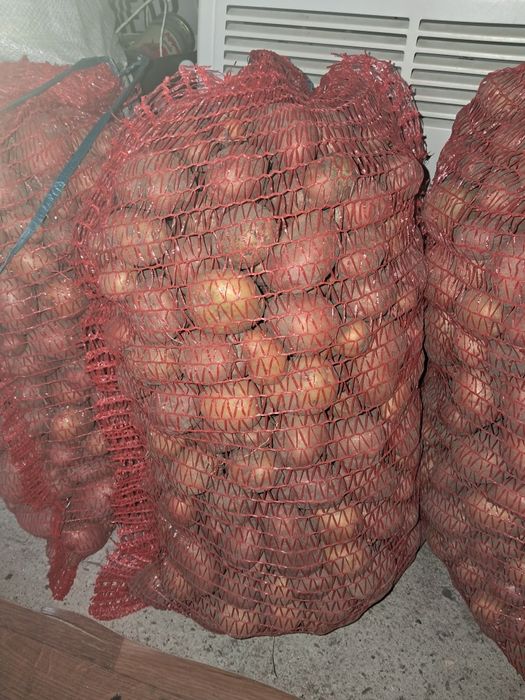 Картопля дрібна/насіннєва