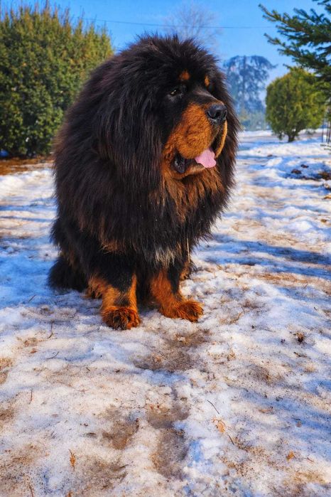 Mastif Tybetański  piesek