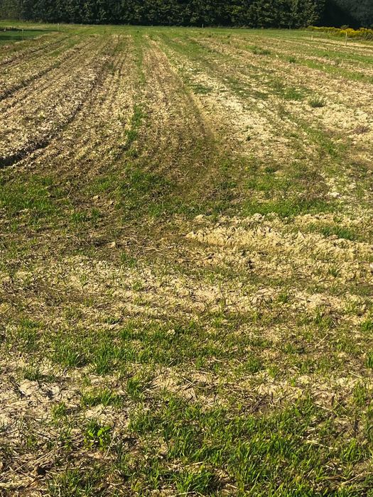 Sochaczew - Wójtówka Ziemia rolna 6000 m2