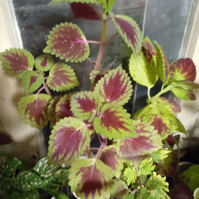 В кожний дім -  живі квіти .