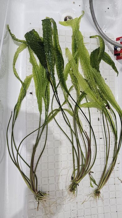 Kryptokoryna karbowana