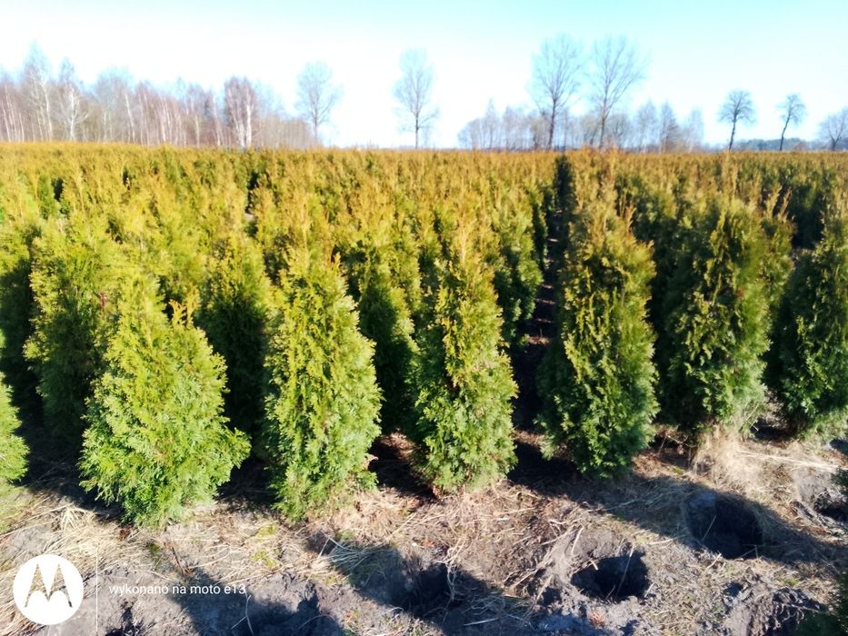 Tuja Szmaragd 120-140 cm Łebskie Rośliny