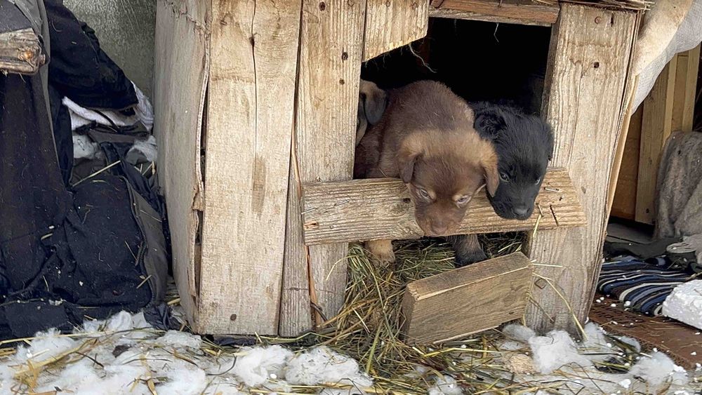 Щенки и котята в добрые руки