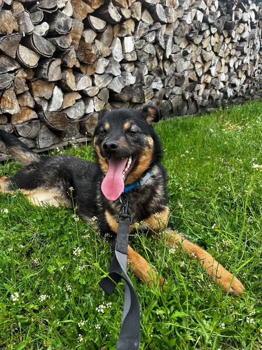 Frankie pies do adopcji