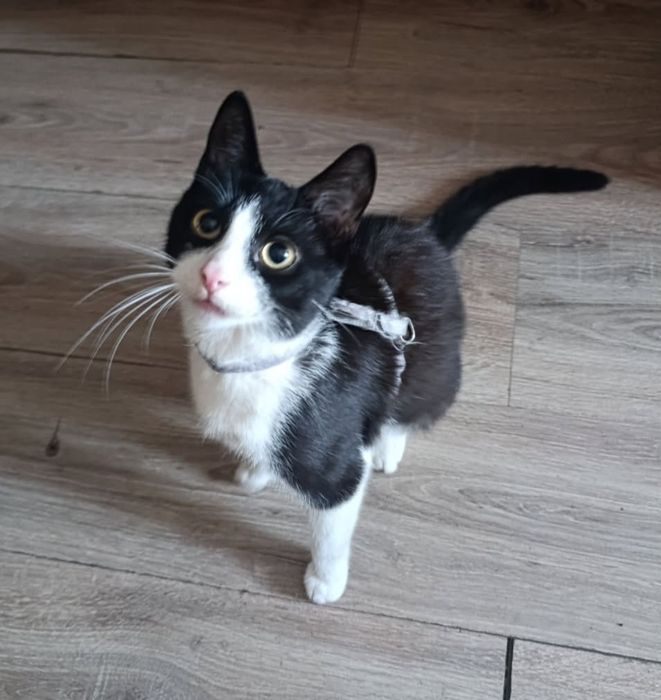 Oddam kotka 6 miesięcy