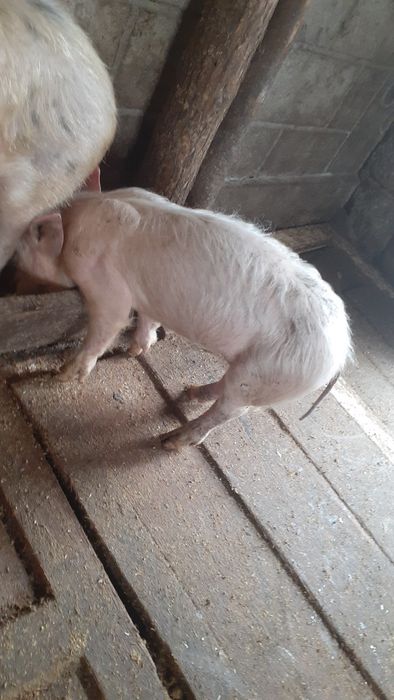 Продам 2 свинки       .