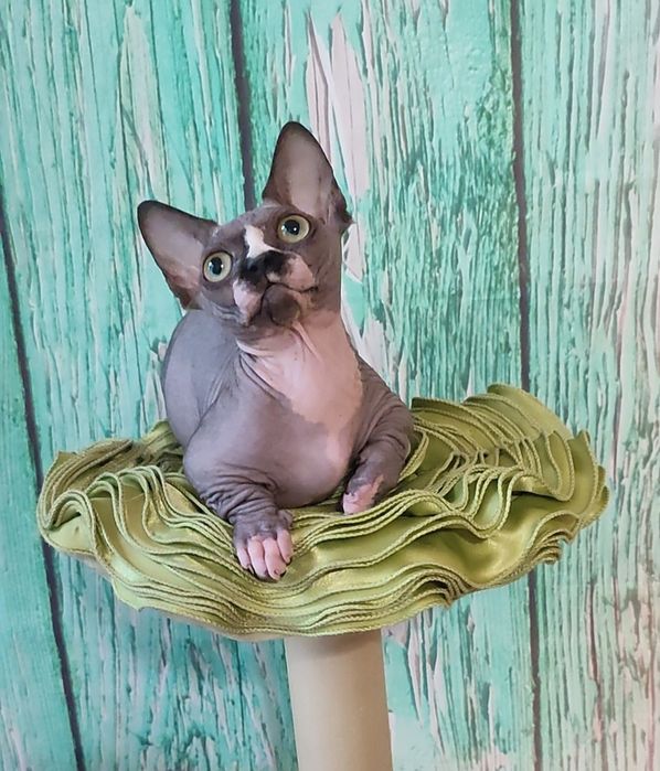 Дивовижна та облеслива дівчинка бамбіно в розведення