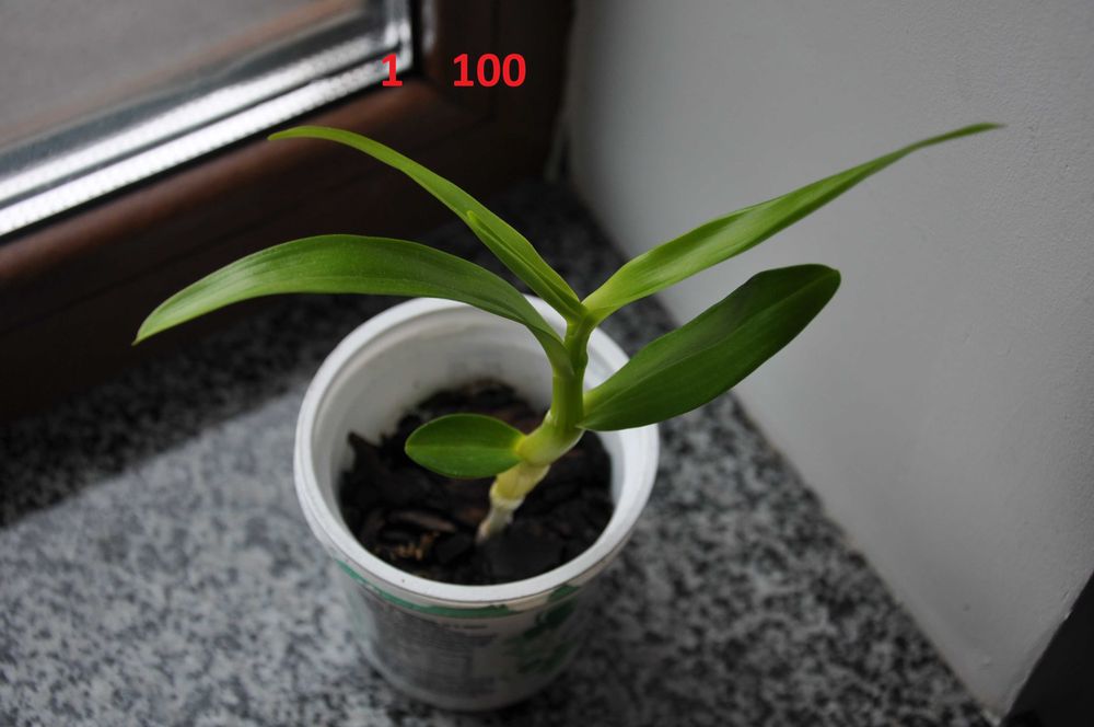 Дендробиум Dendrobium