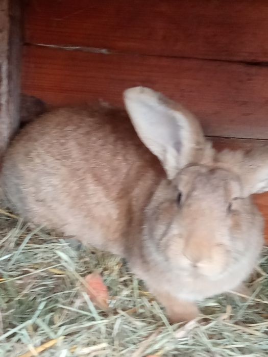 Sprzedam królika samca