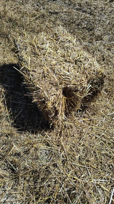 Sprzedam słomę (tegoroczna)