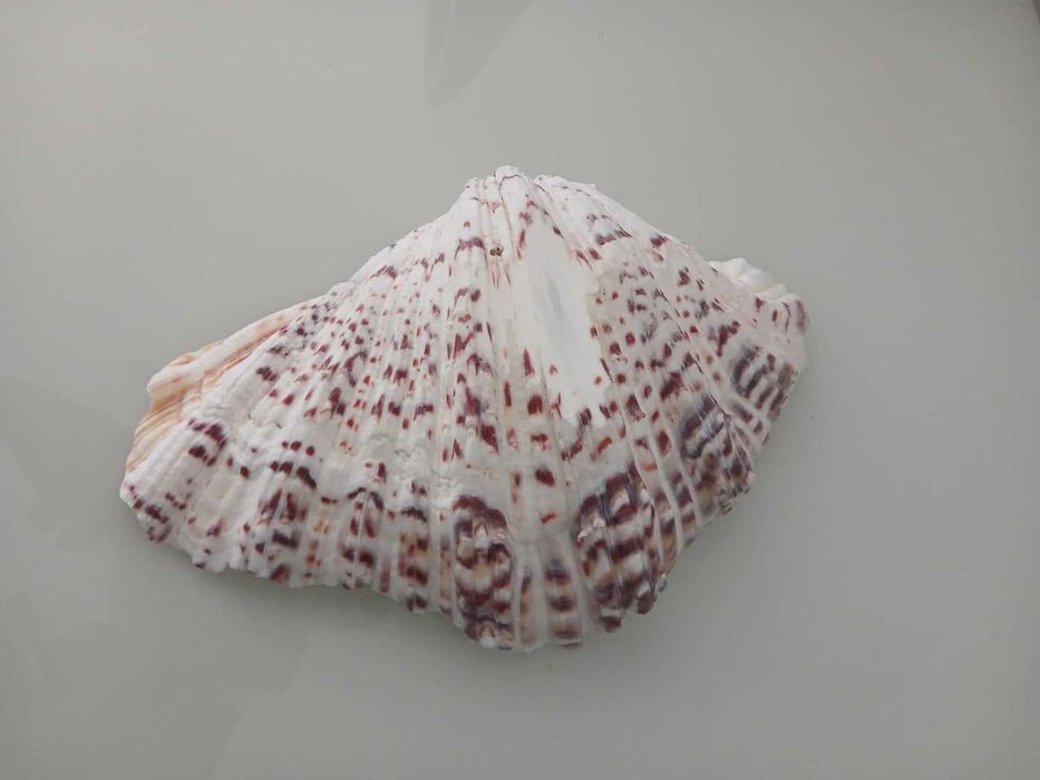 Concha Natural com Bola de Ametista Polida