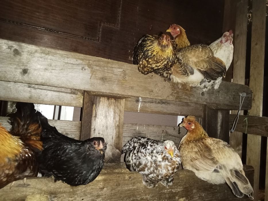 Garnizas Nagasaki e seramas