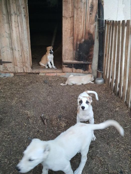 Продам щенки кавказские