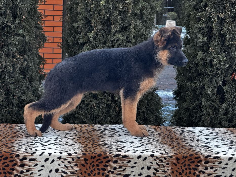 Німецька вівчарка хлопчик