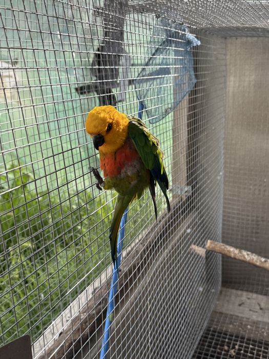 Pyrrhuras, Aratinga jandaya, Casais Caturras Reprodutores