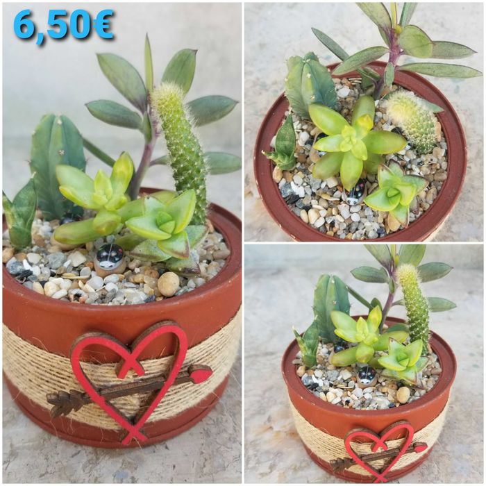 Arranjo de Suculentas64585834300035120