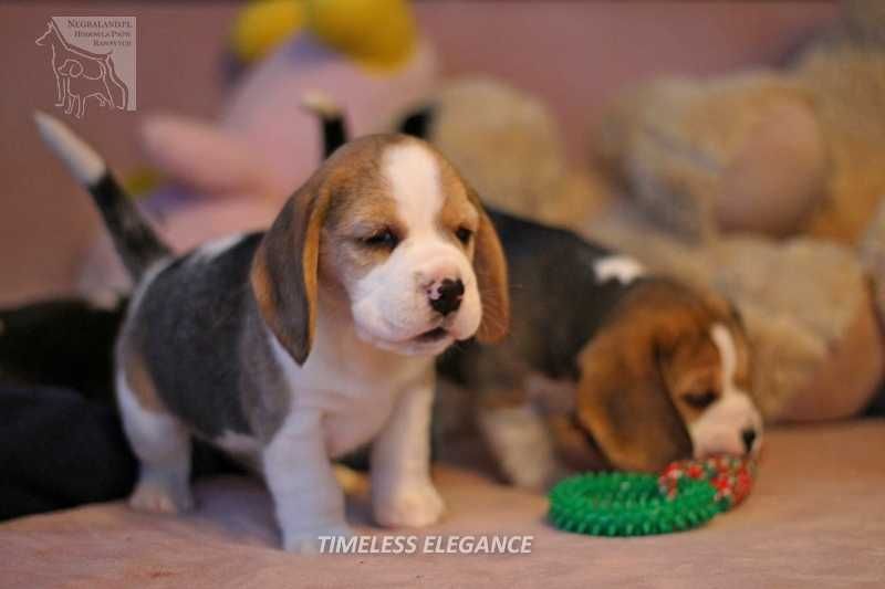 Beagle – sunia „Timeless Elegance” | hodowla Negraland