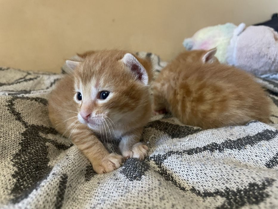 Кошенята 1 місяць